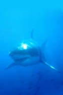 A pair of Great White Sharks stalking their prey - Carchodon carcharias