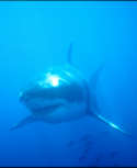 A pair of Great White Sharks stalking their prey - Carchodon carcharias