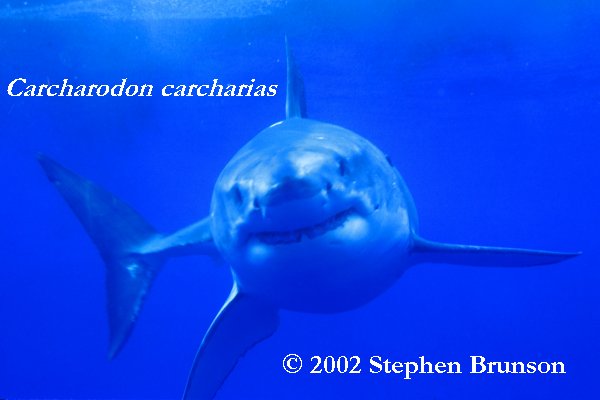 Occasianlly the seal fights back. Researchers have seen deep scarring on sharks' heads from the teeth and claws of elephant seals. But the shark inevitably wins, gets its first chunck of prey, then leaves the dying seal for a leisurely later meal. Often other white sharks arrive to feed off the kill, with no apparent interference from the killing shark. (White sharks, however, can be aggressive toward each other. Observers of white sharks in South Africa have seen them jumping completely clear of the water and inflicting wounds on each other while in combat, for unknown reasons.)