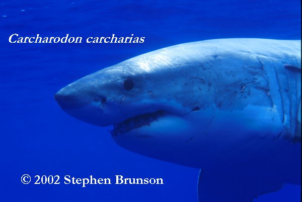 Occasianlly the seal fights back. Researchers have seen deep scarring on sharks' heads from the teeth and claws of elephant seals. But the shark inevitably wins, gets its first chunck of prey, then leaves the dying seal for a leisurely later meal. Often other white sharks arrive to feed off the kill, with no apparent interference from the killing shark. (White sharks, however, can be aggressive toward each other. Observers of white sharks in South Africa have seen them jumping completely clear of the water and inflicting wounds on each other while in combat, for unknown reasons.)