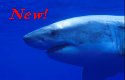 Great White Sharks are attracted by chum thrown in the water - Carchodon Carcharias