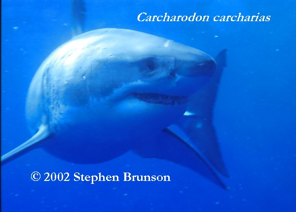 Occasianlly the seal fights back. Researchers have seen deep scarring on sharks' heads from the teeth and claws of elephant seals. But the shark inevitably wins, gets its first chunck of prey, then leaves the dying seal for a leisurely later meal. Often other white sharks arrive to feed off the kill, with no apparent interference from the killing shark. (White sharks, however, can be aggressive toward each other. Observers of white sharks in South Africa have seen them jumping completely clear of the water and inflicting wounds on each other while in combat, for unknown reasons.)