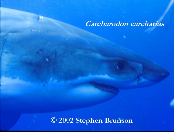 Occasianlly the seal fights back. Researchers have seen deep scarring on sharks' heads from the teeth and claws of elephant seals. But the shark inevitably wins, gets its first chunck of prey, then leaves the dying seal for a leisurely later meal. Often other white sharks arrive to feed off the kill, with no apparent interference from the killing shark. (White sharks, however, can be aggressive toward each other. Observers of white sharks in South Africa have seen them jumping completely clear of the water and inflicting wounds on each other while in combat, for unknown reasons.)