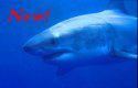 Great White Shark cage diving - Carchodon carcharias