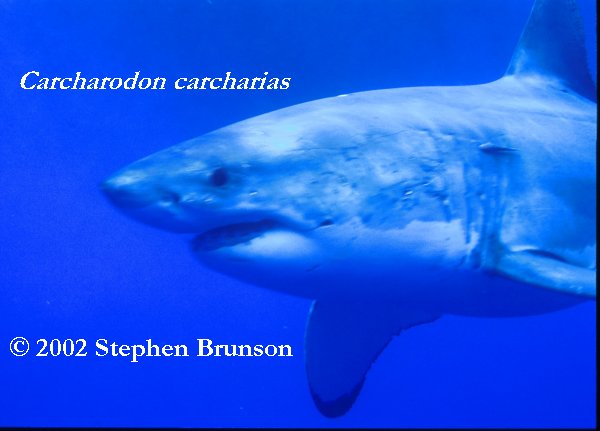 Occasianlly the seal fights back. Researchers have seen deep scarring on sharks' heads from the teeth and claws of elephant seals. But the shark inevitably wins, gets its first chunck of prey, then leaves the dying seal for a leisurely later meal. Often other white sharks arrive to feed off the kill, with no apparent interference from the killing shark. (White sharks, however, can be aggressive toward each other. Observers of white sharks in South Africa have seen them jumping completely clear of the water and inflicting wounds on each other while in combat, for unknown reasons.)