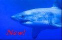 Great White Sharks are considered to be the ultimate predator - Carchodon Carcharias