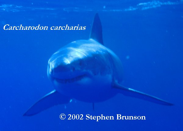 Occasianlly the seal fights back. Researchers have seen deep scarring on sharks' heads from the teeth and claws of elephant seals. But the shark inevitably wins, gets its first chunck of prey, then leaves the dying seal for a leisurely later meal. Often other white sharks arrive to feed off the kill, with no apparent interference from the killing shark. (White sharks, however, can be aggressive toward each other. Observers of white sharks in South Africa have seen them jumping completely clear of the water and inflicting wounds on each other while in combat, for unknown reasons.)