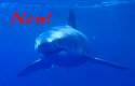 A Great White Shark showing off his gills - Carchodon carcharias