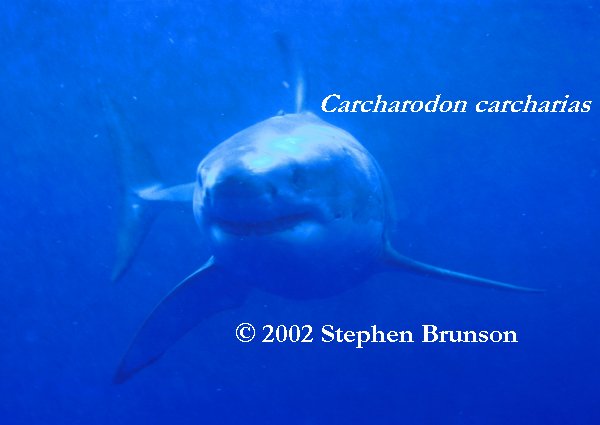 Occasianlly the seal fights back. Researchers have seen deep scarring on sharks' heads from the teeth and claws of elephant seals. But the shark inevitably wins, gets its first chunck of prey, then leaves the dying seal for a leisurely later meal. Often other white sharks arrive to feed off the kill, with no apparent interference from the killing shark. (White sharks, however, can be aggressive toward each other. Observers of white sharks in South Africa have seen them jumping completely clear of the water and inflicting wounds on each other while in combat, for unknown reasons.)