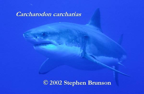 Occasianlly the seal fights back. Researchers have seen deep scarring on sharks' heads from the teeth and claws of elephant seals. But the shark inevitably wins, gets its first chunck of prey, then leaves the dying seal for a leisurely later meal. Often other white sharks arrive to feed off the kill, with no apparent interference from the killing shark. (White sharks, however, can be aggressive toward each other. Observers of white sharks in South Africa have seen them jumping completely clear of the water and inflicting wounds on each other while in combat, for unknown reasons.)