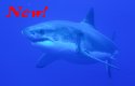 Great White Shark photographed in Australia - Carcharodon carcharias