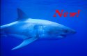 Great White Shark cage diving - Carchodon carcharias
