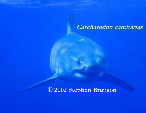 Occasianlly the seal fights back. Researchers have seen deep scarring on sharks' heads from the teeth and claws of elephant seals. But the shark inevitably wins, gets its first chunck of prey, then leaves the dying seal for a leisurely later meal. Often other white sharks arrive to feed off the kill, with no apparent interference from the killing shark. (White sharks, however, can be aggressive toward each other. Observers of white sharks in South Africa have seen them jumping completely clear of the water and inflicting wounds on each other while in combat, for unknown reasons.)