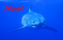 Great White Sharks are considered to be the ultimate predator - Carchodon Carcharias