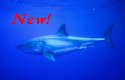 A pair of Great White Sharks stalking their prey - Carchodon carcharias