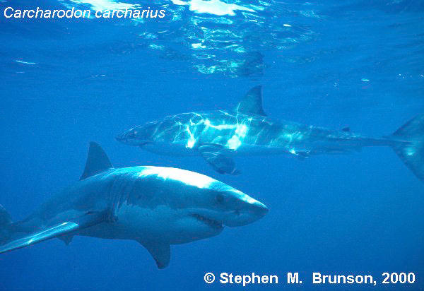 The great white shark is one of the most efficient predators on Earth, able to locate its prey with astounding accuracy and kill it with a single, devastating bite. The Great White Shark, Carcharodon carcharias, belongs to the group known as mackerel sharks. Other species in this group include the salmon shark, shortfin mako, longfin mako, and porbeagle.  All of these are fast-swimming, streamlined hunters; all are thought to be dangerous to man.