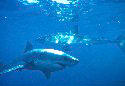  Shark cartilage is used to treat medical conditions - Carchodon carcharias