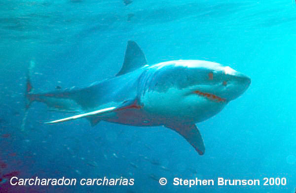 The great white shark is one of the most efficient predators on Earth, able to locate its prey with astounding accuracy and kill it with a single, devastating bite. The Great White Shark, Carcharodon carcharias, belongs to the group known as mackerel sharks. Other species in this group include the salmon shark, shortfin mako, longfin mako, and porbeagle.  All of these are fast-swimming, streamlined hunters; all are thought to be dangerous to man.