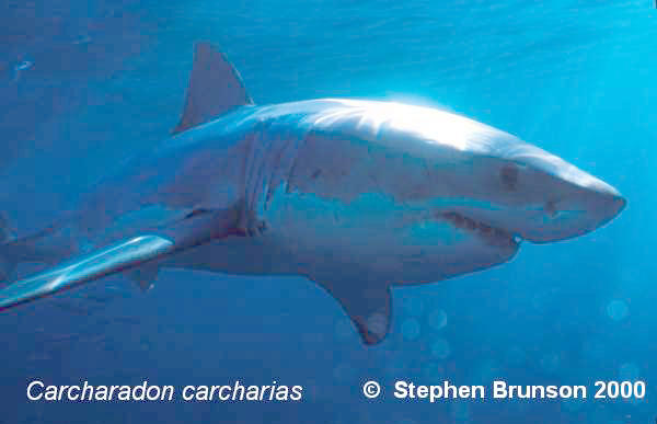 The great white shark is one of the most efficient predators on Earth, able to locate its prey with astounding accuracy and kill it with a single, devastating bite. The Great White Shark, Carcharodon carcharias, belongs to the group known as mackerel sharks. Other species in this group include the salmon shark, shortfin mako, longfin mako, and porbeagle.  All of these are fast-swimming, streamlined hunters; all are thought to be dangerous to man.
