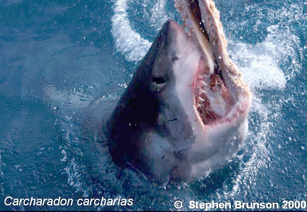 The great white shark is one of the most efficient predators on Earth, able to locate its prey with astounding accuracy and kill it with a single, devastating bite. The Great White Shark, Carcharodon carcharias, belongs to the group known as mackerel sharks. Other species in this group include the salmon shark, shortfin mako, longfin mako, and porbeagle.  All of these are fast-swimming, streamlined hunters; all are thought to be dangerous to man.