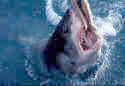 Great White Sharks are attracted by chum thrown in the water - Carchodon carcharias