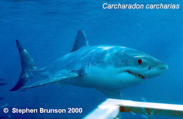 The great white shark is one of the most efficient predators on Earth, able to locate its prey with astounding accuracy and kill it with a single, devastating bite. The Great White Shark, Carcharodon carcharias, belongs to the group known as mackerel sharks. Other species in this group include the salmon shark, shortfin mako, longfin mako, and porbeagle.  All of these are fast-swimming, streamlined hunters; all are thought to be dangerous to man.