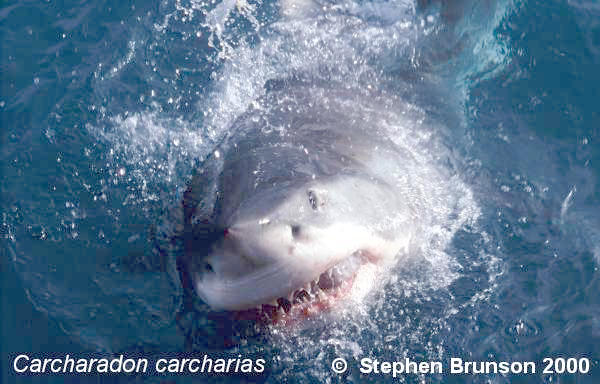 The great white shark is one of the most efficient predators on Earth, able to locate its prey with astounding accuracy and kill it with a single, devastating bite. The Great White Shark, Carcharodon carcharias, belongs to the group known as mackerel sharks. Other species in this group include the salmon shark, shortfin mako, longfin mako, and porbeagle.  All of these are fast-swimming, streamlined hunters; all are thought to be dangerous to man.