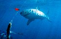 The Great White Shark belongs to the family of Mackerel Sharks - Carchodon carcharias