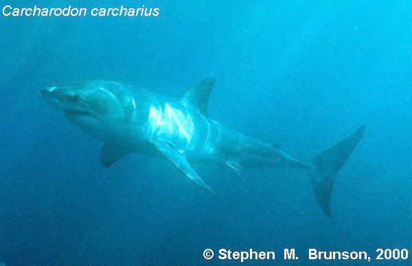 The great white shark is one of the most efficient predators on Earth, able to locate its prey with astounding accuracy and kill it with a single, devastating bite. The Great White Shark, Carcharodon carcharias, belongs to the group known as mackerel sharks. Other species in this group include the salmon shark, shortfin mako, longfin mako, and porbeagle.  All of these are fast-swimming, streamlined hunters; all are thought to be dangerous to man.