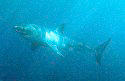 Great White Sharks are found off the coast of California - Carchodon carcharias