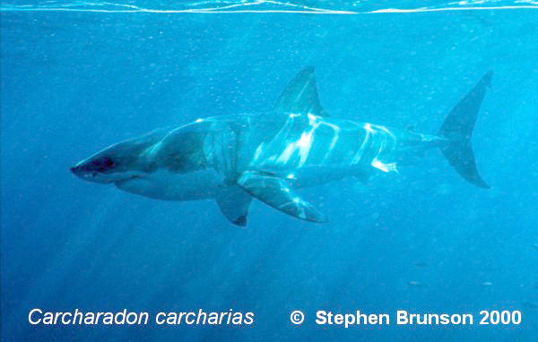 The great white shark is one of the most efficient predators on Earth, able to locate its prey with astounding accuracy and kill it with a single, devastating bite. The Great White Shark, Carcharodon carcharias, belongs to the group known as mackerel sharks. Other species in this group include the salmon shark, shortfin mako, longfin mako, and porbeagle.  All of these are fast-swimming, streamlined hunters; all are thought to be dangerous to man.