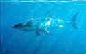 Great White Sharks are considered to be the ultimate predator - Carchodon Carcharias