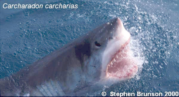 The great white shark is one of the most efficient predators on Earth, able to locate its prey with astounding accuracy and kill it with a single, devastating bite. The Great White Shark, Carcharodon carcharias, belongs to the group known as mackerel sharks. Other species in this group include the salmon shark, shortfin mako, longfin mako, and porbeagle.  All of these are fast-swimming, streamlined hunters; all are thought to be dangerous to man.