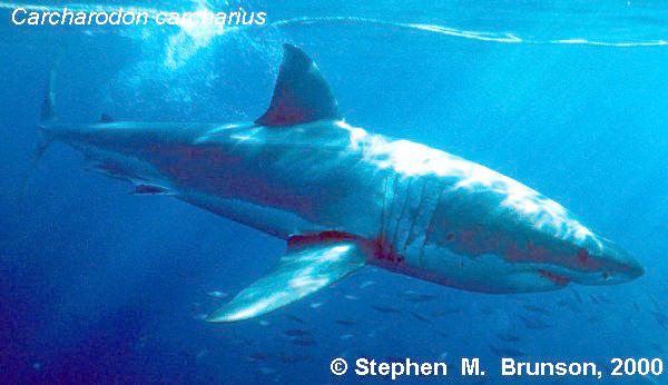 The great white shark is one of the most efficient predators on Earth, able to locate its prey with astounding accuracy and kill it with a single, devastating bite. The Great White Shark, Carcharodon carcharias, belongs to the group known as mackerel sharks. Other species in this group include the salmon shark, shortfin mako, longfin mako, and porbeagle.  All of these are fast-swimming, streamlined hunters; all are thought to be dangerous to man.