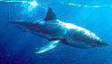 The Great White Shark is a cousin to the Mako Shark - Carchodon carcharias