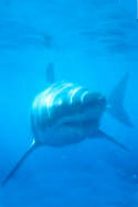 Great White Shark cage diving - Carchodon carcharias