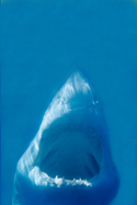 Great White Sharks are considered to be the ultimate predator - Carchodon Carcharias