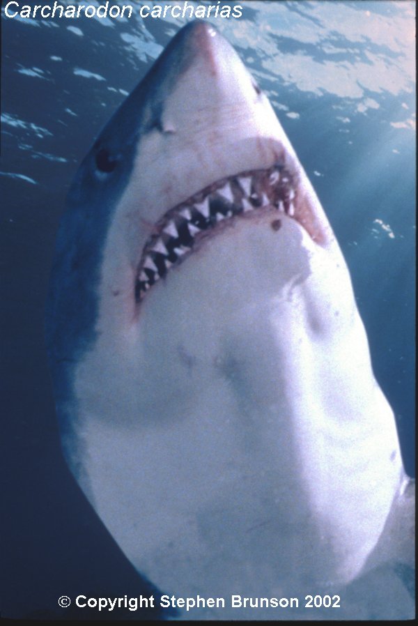 Great White Sharks Teeth