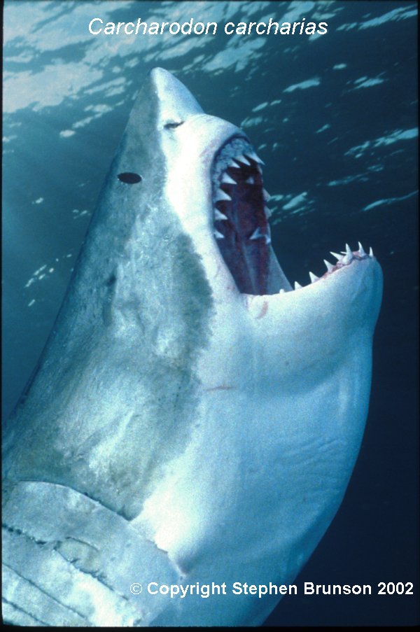 The great white shark is one of the most efficient predators on Earth, able to locate its prey with astounding accuracy and kill it with a single, devastating bite. The Great White Shark, Carcharodon carcharias, belongs to the group known as mackerel sharks. Other species in this group include the salmon shark, shortfin mako, longfin mako, and porbeagle.  All of these are fast-swimming, streamlined hunters; all are thought to be dangerous to man.