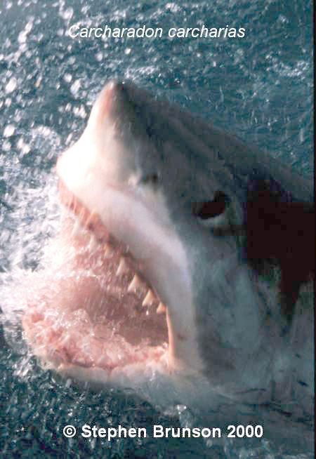 The great white shark is one of the most efficient predators on Earth, able to locate its prey with astounding accuracy and kill it with a single, devastating bite. The Great White Shark, Carcharodon carcharias, belongs to the group known as mackerel sharks. Other species in this group include the salmon shark, shortfin mako, longfin mako, and porbeagle.  All of these are fast-swimming, streamlined hunters; all are thought to be dangerous to man.