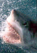 Underwater image of a Great White Shark - Carchodon carcharias 