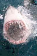 Great White Shark teeth are highly prized as collectables - Carchodon carcharias