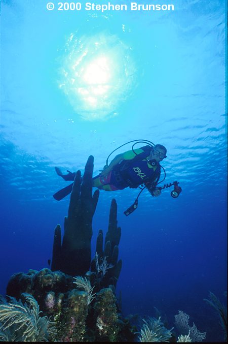 The Dolphin Encounter at Anthony's Key Resort on the island of Roatan.