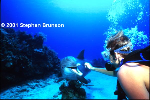 The Doplphin Encounter at Anthony's Key Resort on the island of Roatan.