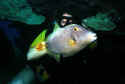 Lisa Marie Riggs and parrotfish. I first met Lisa at the BlueWater cafe in Honolulu, Hawaii. That was the first time I had experienced the true meaning of 'Aloha'.