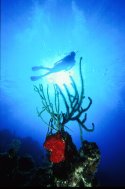 This photograph was taken in Roatan at Anthony's Key Resort. I like this one because the diver seems to be balancing herself on the gorgonian coral in front of the sunburst