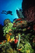 This photograph was taken in Roatan at Anthony's Key Resort. I like this one because as the diver was swimming by, I got him in the picture before he swam behind the barrel sponge