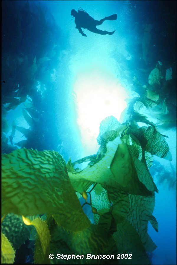 Coral reefs are complete ecosystems with well-defined structures that involve both photosynthetic plants and consumers.  The outer layer of a reef consists of living polyps of coral. Within the coral animals live single-celled, round, yellow algae called zooxanthellae. Below and surrounding the polyps is a calcareous skeleton, both lving and dead, that contains filament green algae.  Other species  of algae, both fleshy and calcareous, grow in the surface of old skeletal deposits.  These algae and other associated plants make up most of the primary producers