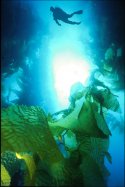 I photographed this one off of San Clemente Island in the kelp forest. The kelp forest was so thick that you had to navigate yourself very slowly or you would become entangled