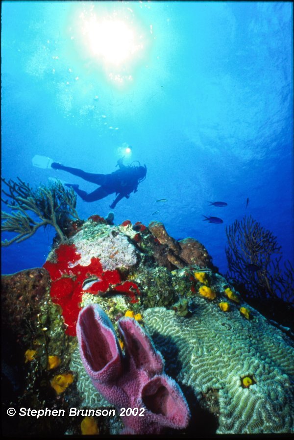 The photosynthetic zooxanthellae and the filamentous green algae apparently transfer some food energy directly to the coral polyps.  Coral animals, in turn, feed at night on zooplankton, which they capture with their tentacles. Coral animals prey on zooplankton not so much for the calories but for the scarce nutrients, especially phosphorous. Through digestion, coral animals release these nutrients to the algae.  Coral and algae then seem to cycle these nutrients between them, reducing the nutrient loss to the water